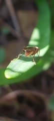 Norellia spinipes