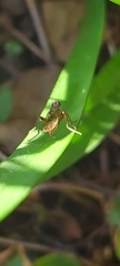 Norellia spinipes
