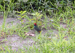 Erythrura pealii