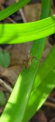 Norellia spinipes