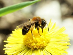 Euandrena