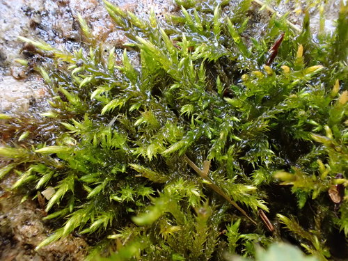 Representative image of Cratoneuron