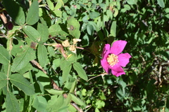 Rosa nutkana hispida