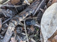 Thanatophilus rugosus