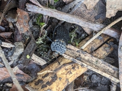 Thanatophilus rugosus