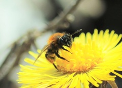 Euandrena