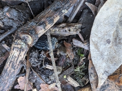 Thanatophilus rugosus