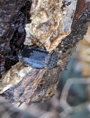 Thanatophilus rugosus