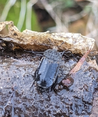 Thanatophilus rugosus