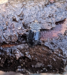 Thanatophilus rugosus