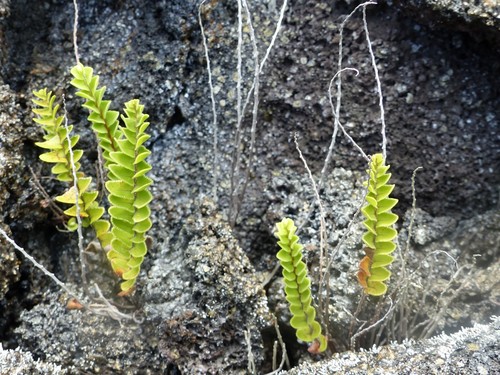 Nephrolepis abrupta image