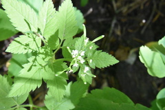 Osmorhiza depauperata