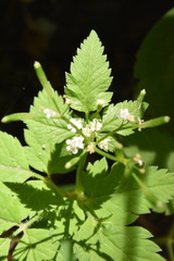 Osmorhiza depauperata