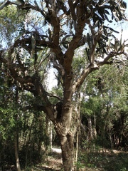 Dendrocereus nudiflorus