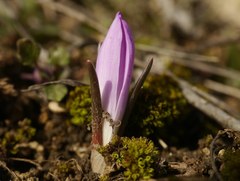 Colchicum bulbocodium versicolor