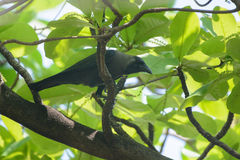 Corvus splendens