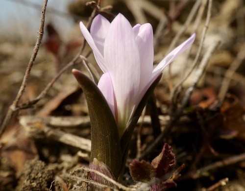 Colchicum bulbocodium