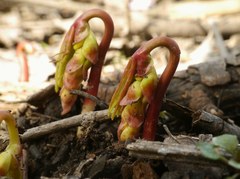 Gymnospermium odessanum