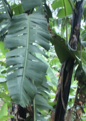 Musa acuminata