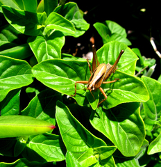 Alfredectes