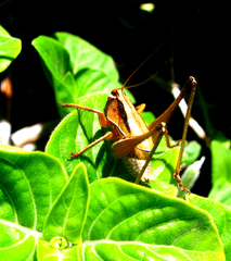 Alfredectes
