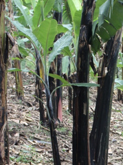 Musa × paradisiaca