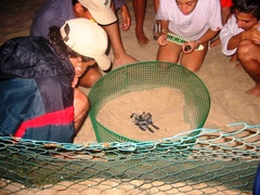 Dermochelys coriacea
