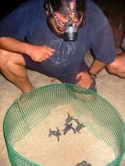 Dermochelys coriacea