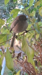 Psaltriparus minimus