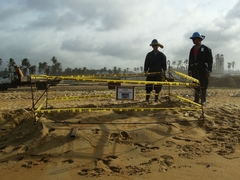 Dermochelys coriacea
