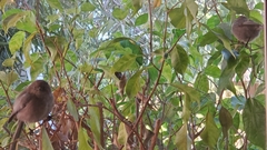 Psaltriparus minimus