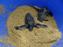 Dermochelys coriacea