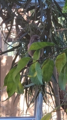 Psaltriparus minimus