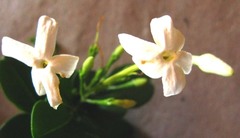Jasminum angulare