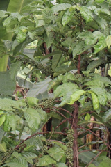 Coffea canephora