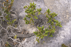 Erica coccinea