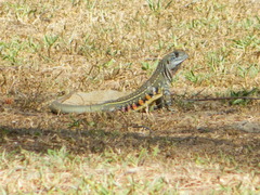 Leiolepis belliana