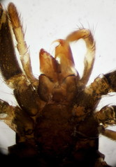 Aphantaulax trifasciata