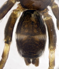 Aphantaulax trifasciata