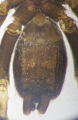 Aphantaulax trifasciata