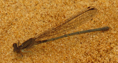 Argia sedula
