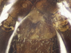 Aphantaulax trifasciata