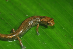 Cryptotriton nasalis