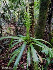 Tillandsia heliconioides
