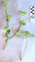 Dasispermum humile