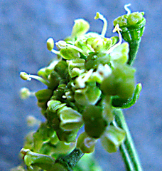 Dasispermum humile