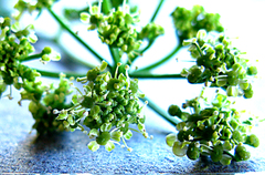 Dasispermum humile