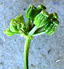 Dasispermum humile