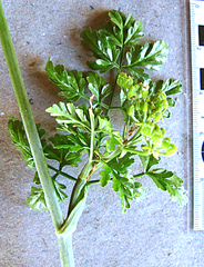 Dasispermum humile
