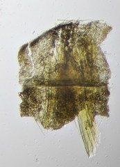 Aphantaulax trifasciata